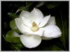 magnoliafullflower88.JPG