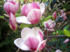 magnoliapinksmaller-1.jpg