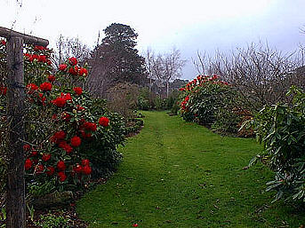 Rhodhedge