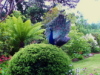 Peacock surveys the garden