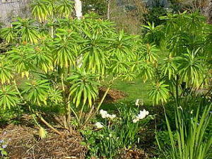 euphorbia