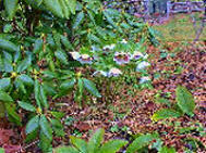 helleborus